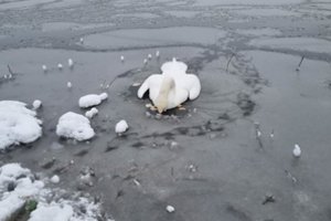 Pagalba Žardės tvenkinyje įšalusiai gulbei pavėlavo: paukštis šaltos nakties neišgyveno