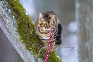 Rengia naują tvarką: australai kates galės išleisti į lauką, tik jei jas vedžios pats šeimininkas