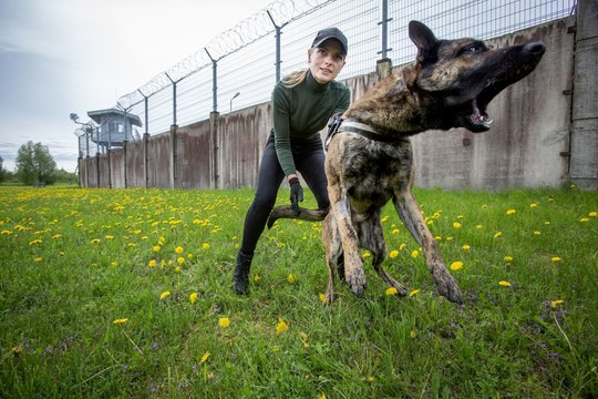 Kalėjimų departamentas gerina kinologų darbo sąlygas: sulauks ne tik priemokos