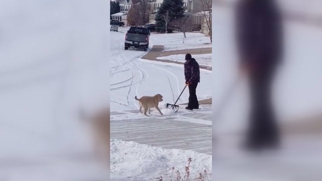 Atliekant žiemos darbus į kompaniją šeimininkui prisijungė šuo: padeda nukasti sniegą