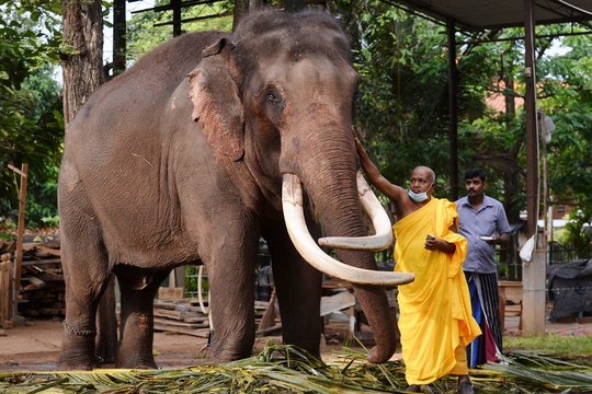 Šri Lankoje dramblys mirtinai sužalojo du kriketo stadiono darbuotojus