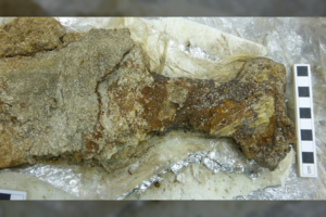 Rastas išskirtinis vikingų kalavijas