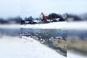 Nevėžio upėje būriuojasi dešimtys sparnuočių: specialistai įspėja, ko nedaryti