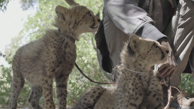 Skambina pavojaus varpais: gepardams dėl visuotinio atšilimo ir prekybos gyvūnais gresia išnykimas