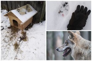 Šakių rajono gyventojai sunerimę – kaimo prieigose vilkai pjauna sodybų sargus 