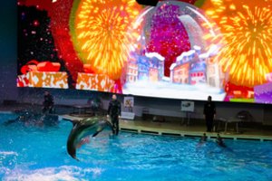 Šventinės nuotaikos Lietuvos jūrų muziejuje: veikia ruoniukų paštas, kalėdinę pasaką seka delfinai