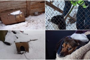 Nuo stingdančių šalčių metalinėje statinėje Kelmės r. besislėpę suvargę šunys sukrėtė juos radusius gelbėtojus