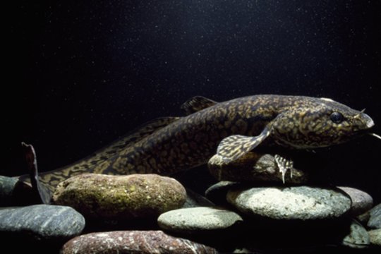 Įsigalioja draudimas žvejoti vėgėles: šiemet jis ilginamas 2 savaitėmis