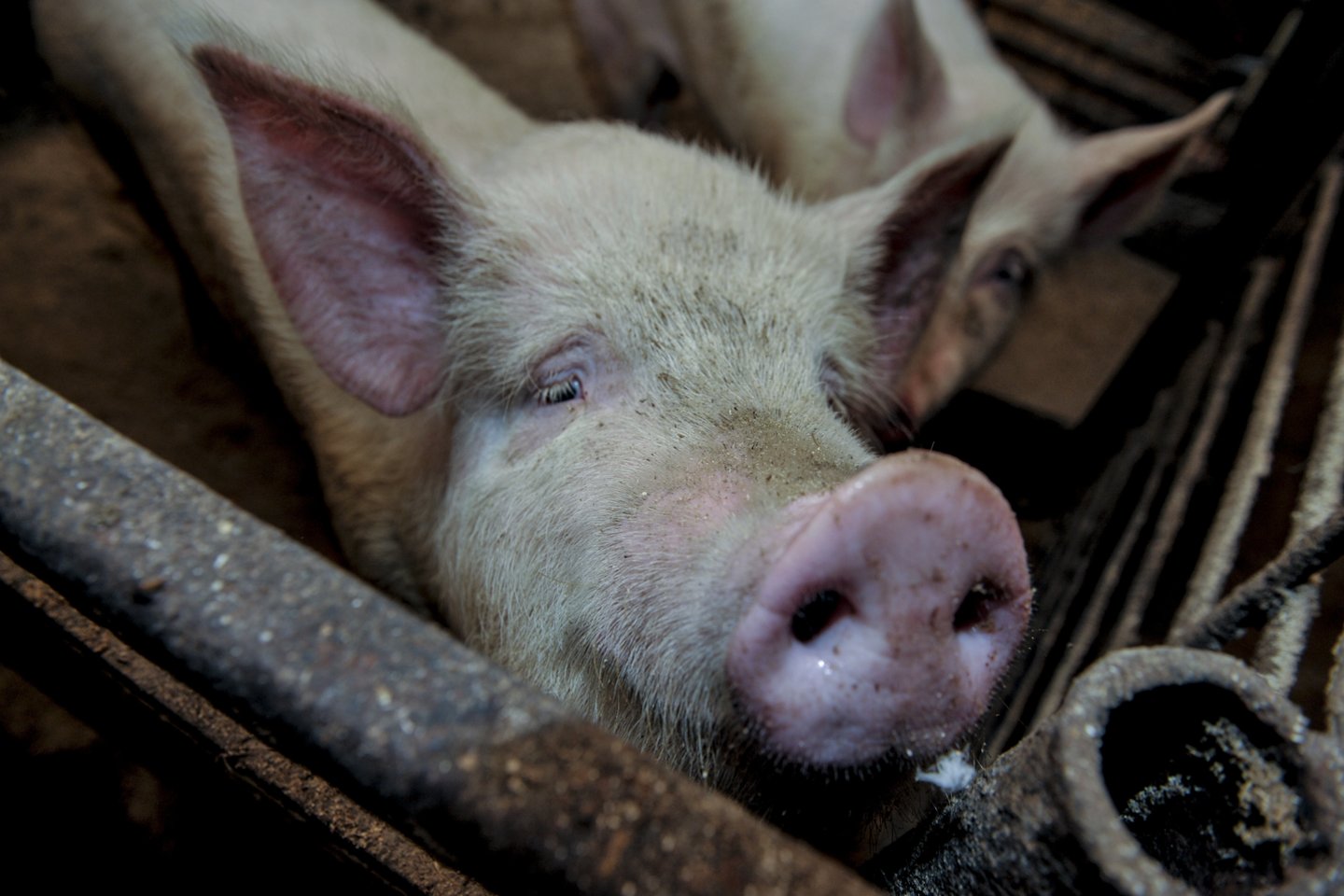 Valstybinė maisto ir veterinarijos tarnyba (VMVT) gavo pranešimą, kad du afrikinio kiaulių maro (AKM) protrūkiai patvirtinti komerciniuose kiaulių ūkiuose Slovakijoje.<br>V.Ščiavinsko nuotr.