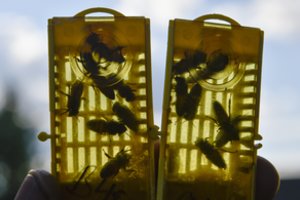 Bitininkai sulauks paramos – per 700 tūkst. eurų