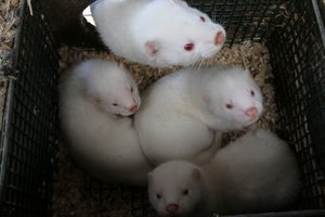 Lietuvos audinių ūkiuose koronavirusas nedingo, bet tapo mažiau agresyvus