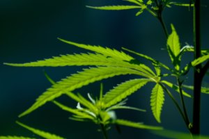 Malta taps pirmąja ES šalimi, legalizuosiančia kanapes