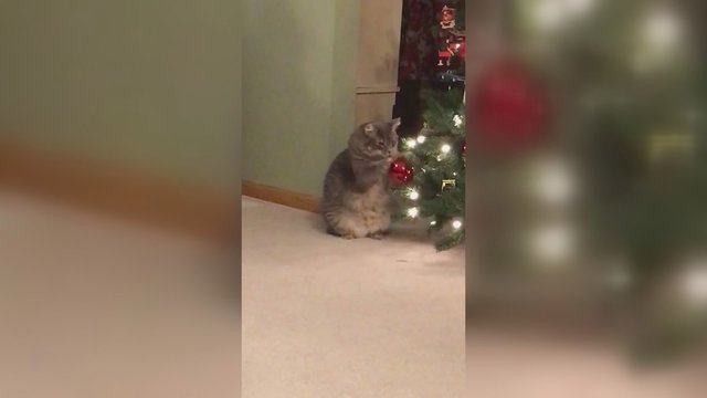 Internautus pralinksmino katino elgesys: pamatykite, ką šis veikia prie kalėdinės eglutės