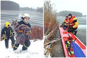 Gelbėtojų pastangos buvo bevaisės: jauną stirną pražudė tirpstantis ežero ledas