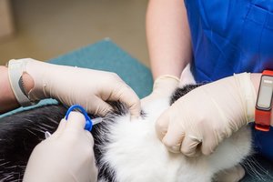 Augintinių ženklinimas ir registravimas padės išaiškinti žiauraus elgesio su gyvūnais atvejus