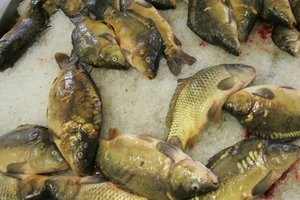 Lietuvos žuvininkystės ūkiuose – karpių karštinė