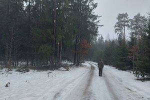 Aplinkosaugininkai tikrino miškus ir eglučių pardavimo vietas: rezultatai nudžiugino