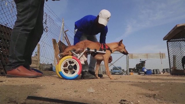 Neįgalūs prieglaudos gyvūnai Gazos ruože sulaukė pagalbos: specialūs protezai gaminami iš perdirbtų žaislų