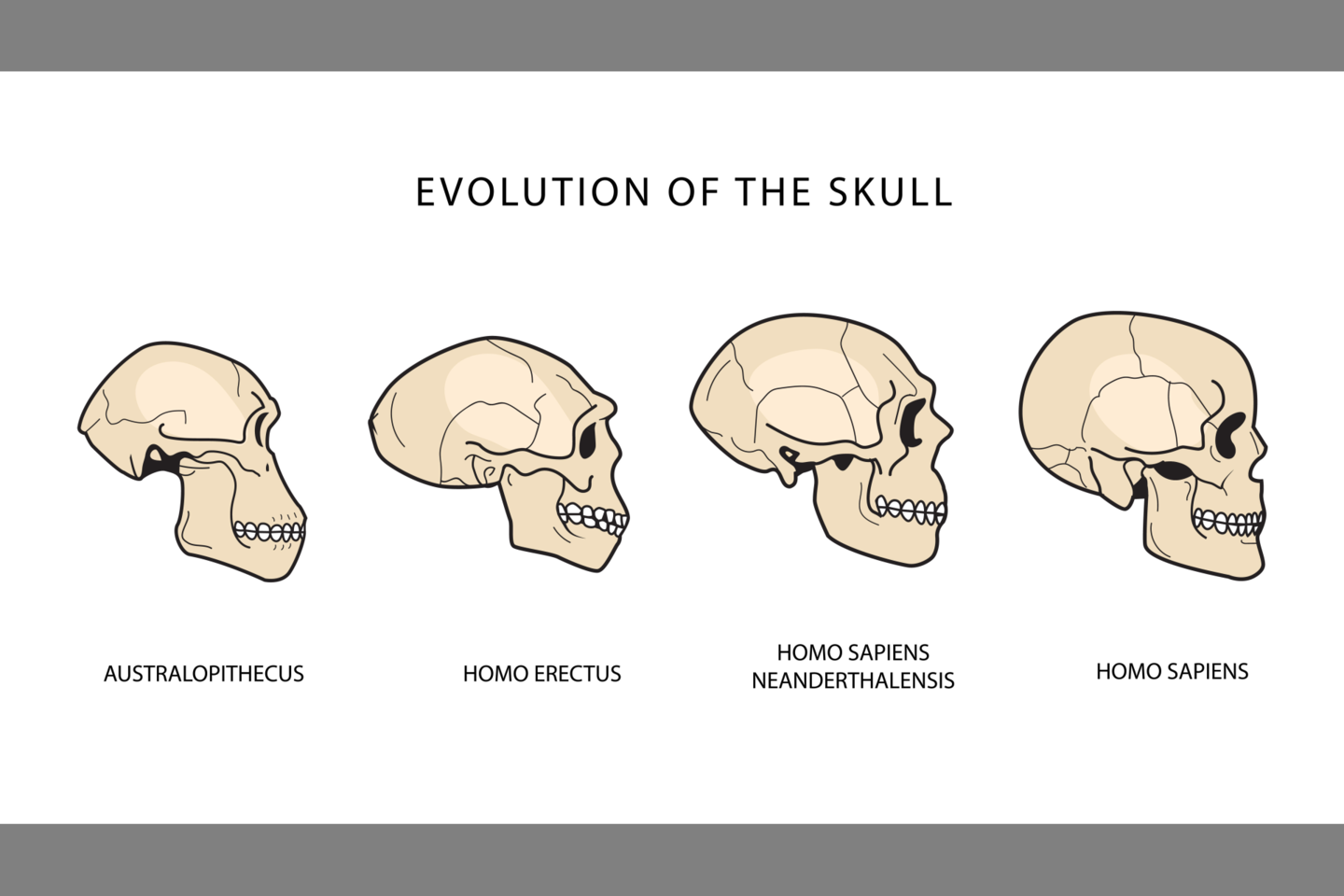  Žmogaus kaukolės evoliucija.<br>  123rf iliustr.