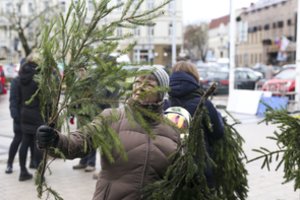 Miškininkų nemokamai išdalintos eglių šakos papuošė tūkstančių gyventojų namus