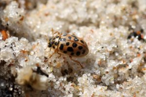 Vabzdžių tyrinėjimams gyvenimą paskyręs dr. Vytautas Tamutis: „Pažinimas skirtas tam, kad pamiltum“