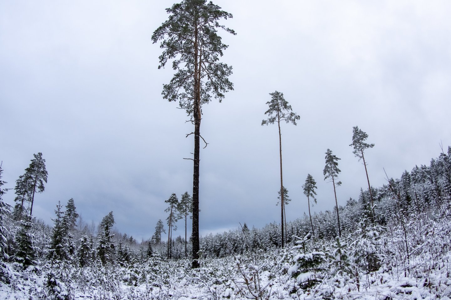 Nepanaudotus nuosavybės teisėms atkurti nedidelius miškų sklypus siūloma parduoti.<br>V.Ščiavinsko nuotr.