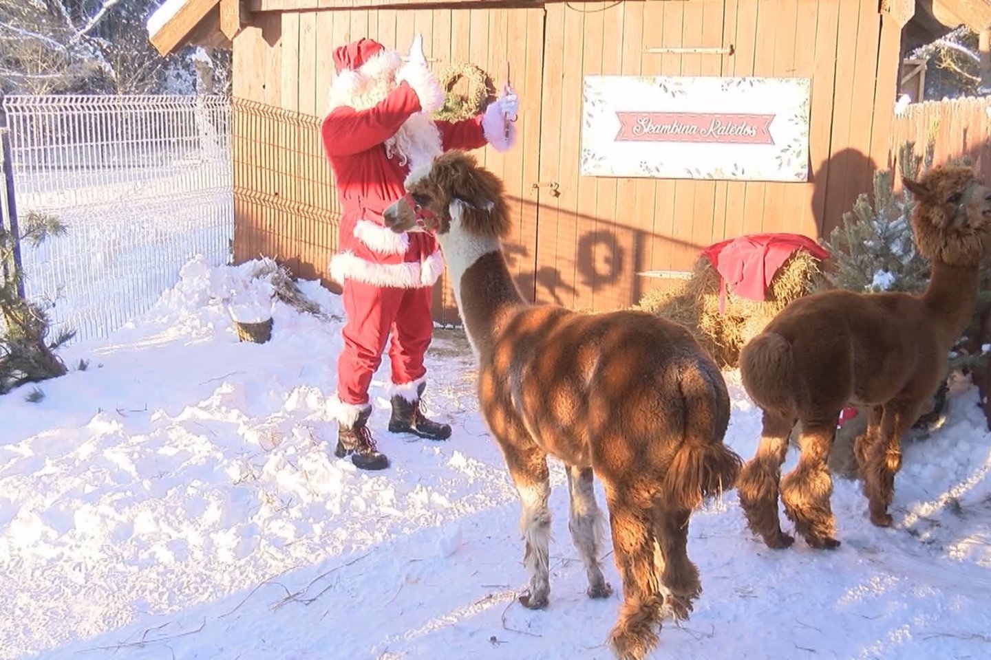 Klaipėdoje Kalėdų Senelis įsikūrė alpakų ūkyje.<br>Stop kadras