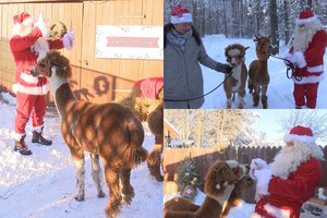 Dėl pandemijos brangsta Kalėdų Senelio programos: šventiniai pasirodymai trunka tik savaitę
