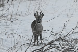Stirniukui šaltis upėje paspendė žiaurius spąstus