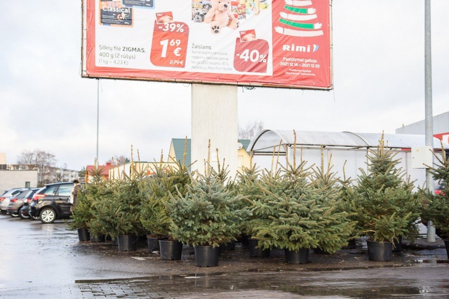 Prekyba kalėdinėmis eglutėmis jau pasiekė savo piką, tad kalėdinių medelių pardavėjai džiaugiasi, kad prekyba – intensyvi.<br>Rimvydo Ančerevičiaus nuotr.