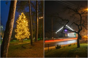 Įžiebta ne tik Palūšės eglė: sužibo visas miestelis