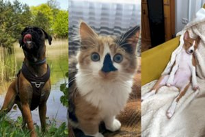 Skelbiami nuotraukų konkurso „Mano keturkojis“ laimėtojai: išrinkti žaviausi augintiniai