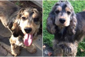 Pavogtų šunų savininkė nenuleidžia rankų: vieną pavyko surasti, kito augintinio vis dar ieško