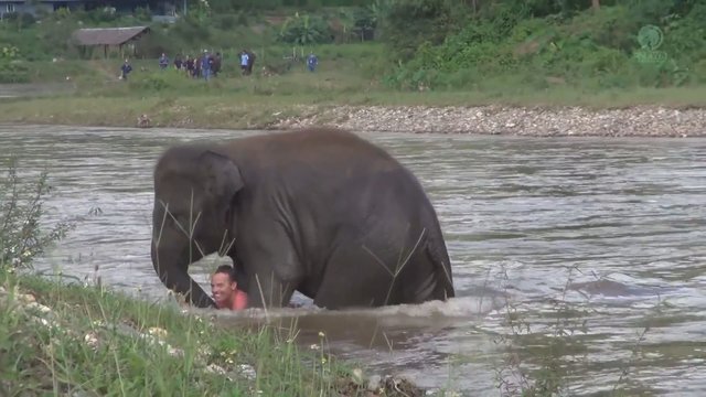 Neįtikėtina: dramblys pamanęs, kad vyras skęsta, atskubėjo į pagalbą – su straubliu ištempė jį į krantą