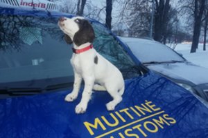 Muitinėje – nauja keturkojė pareigūnė meilės kupinu vardu: užaugusi taps kontrabandininkų siaubu