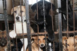 Privalomas gyvūnų ženklinimas pakeis situaciją gyvūnų prieglaudose, bet visų problemų neišspręs