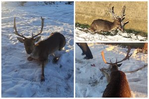 Kalėdinė operacija Rusnėje: pas žmones pagalbos prašyti atėjo elnias