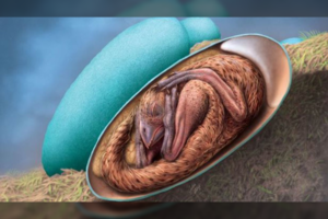 Sensacija: surastas puikiai kiaušinyje išsilaikęs dinozauro jauniklis