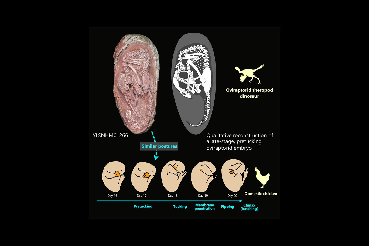  Palyginimai parodė, kad embrionas guli poza, kuri skiriasi nuo kitų dinozaurų – pavyzdžiui, ilgakaklių zauropodomorfų – ir kuri yra labai panaši į vištų embrionus likus kelioms dienoms iki išsiritimo.<br>  „iScience“ iliustr.