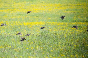 Saugantiems daugiametes pievas – dvigubai didesnės kompensacinės išmokos