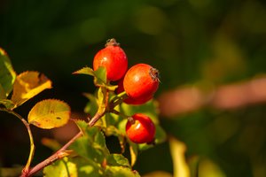 Natūralus būdas odos senėjimui sustabdyti: padės visų giriamas vaisius