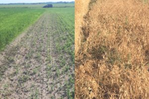 Dviejų ūkininkų kaktomuša: dėl 100 eurų pasiruošę kovai teisme?