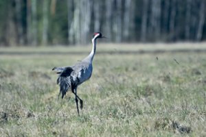 Sodyboje aptiko tris nelegaliai laikomus paukščius: erelis – narve, o gervės pakirptais sparnais