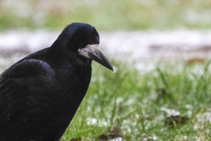 Naujas tyrimas atskleidė, kad varnos dar protingesnės, nei manėme: vertingesnius daiktus šie paukščiai saugo labiau