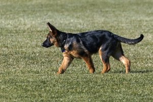 Baltuosiuose rūmuose prieš šventes įsikūrė naujas augintinis