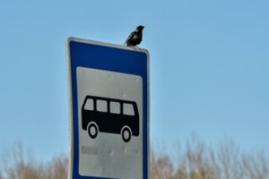 Pokyčiai Klaipėdoje: septyniasdešimtmečiai ir vyresni per metus už viešąjį transportą sumokės vos 10 eurų