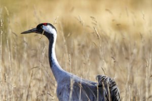 Izraelyje nuo paukščių gripo nugaišo apie 2 000 gervių
