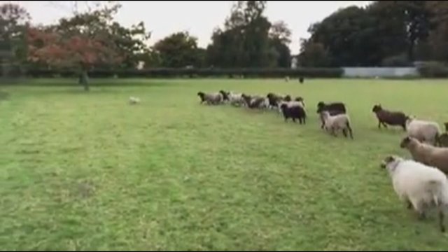 Avių ganymas baigėsi juokingu incidentu: pervertinęs savo jėgas šuo pats spruko nuo bandos
