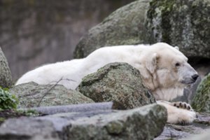 Berlyno zoologijos sode nugaišo seniausia Europoje baltoji lokė