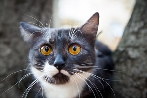 Kaune į bėdą papuolęs katinas išvydęs savo gelbėtojus pasipustė padus